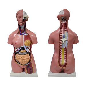 Livingstone Human Torso Model Half Size