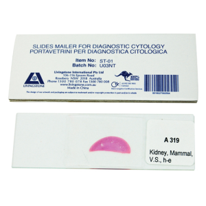 Glassware-Prepared Microscope Slides Mammalian Histology Circulatory System