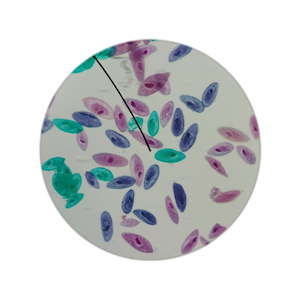 Livingstone Microscope Premium Prepared Slides