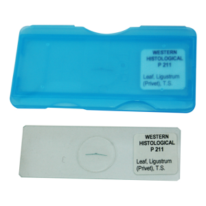 Glassware-Prepared Microscope Slides Botany Algae, Mosses & Liverworts