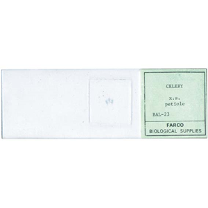 LIV PREMIUM PREPARED SLIDE CELERY PETIOLE CROSS SECTION EA