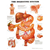 Laboratory Consumables-Biological Charts  Polylaminated, 66 x 51cm